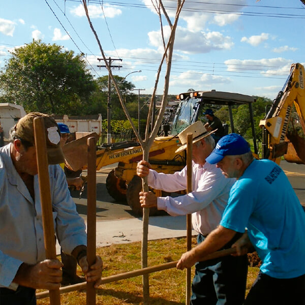 No viveiro municipal são produzidas mudas para serem utilizadas na arborização urbana, revegetação e recuperação ambiental.