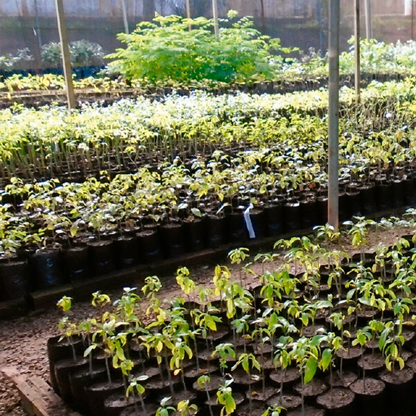 No viveiro municipal são produzidas mudas para serem utilizadas na arborização urbana, revegetação e recuperação ambiental.